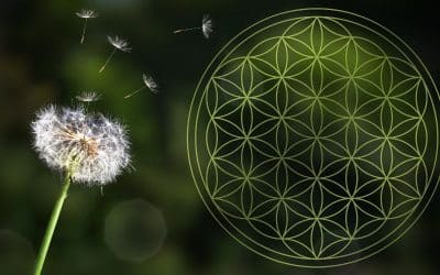 🌸 Ahtayaa Leigh Debunks the “Daisy of Death” Myth