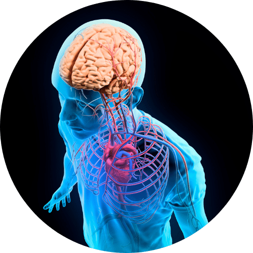 Heart-Brain Coherence